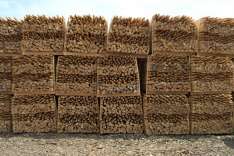 foresteproduct_5-1.jpg