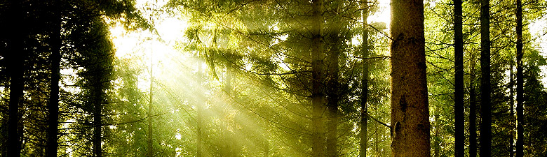 foreste foreste_0.jpg 
